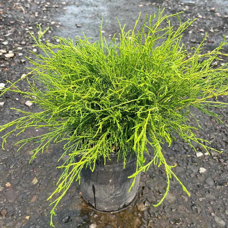 Angel Hair Cypress Tree