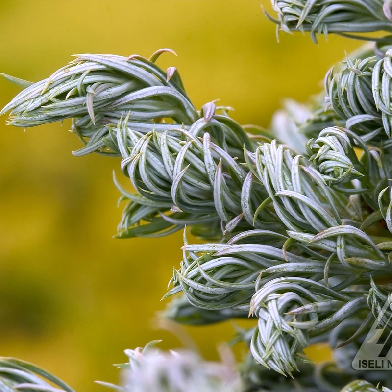 Curly Tops Cypress Tree