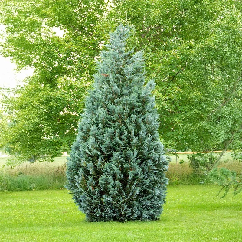 Curly Tops Cypress Tree
