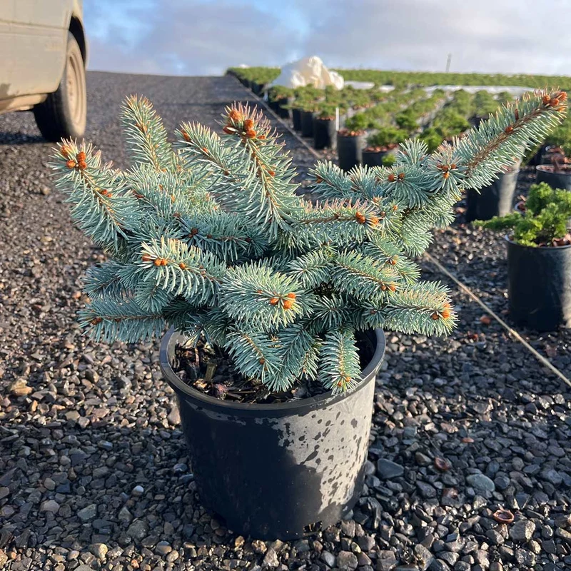 Niemetz Spruce Tree