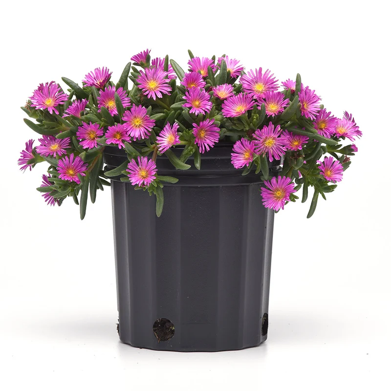 Proven Winners® Ocean Sunset™ Violet Flare Ice Plant