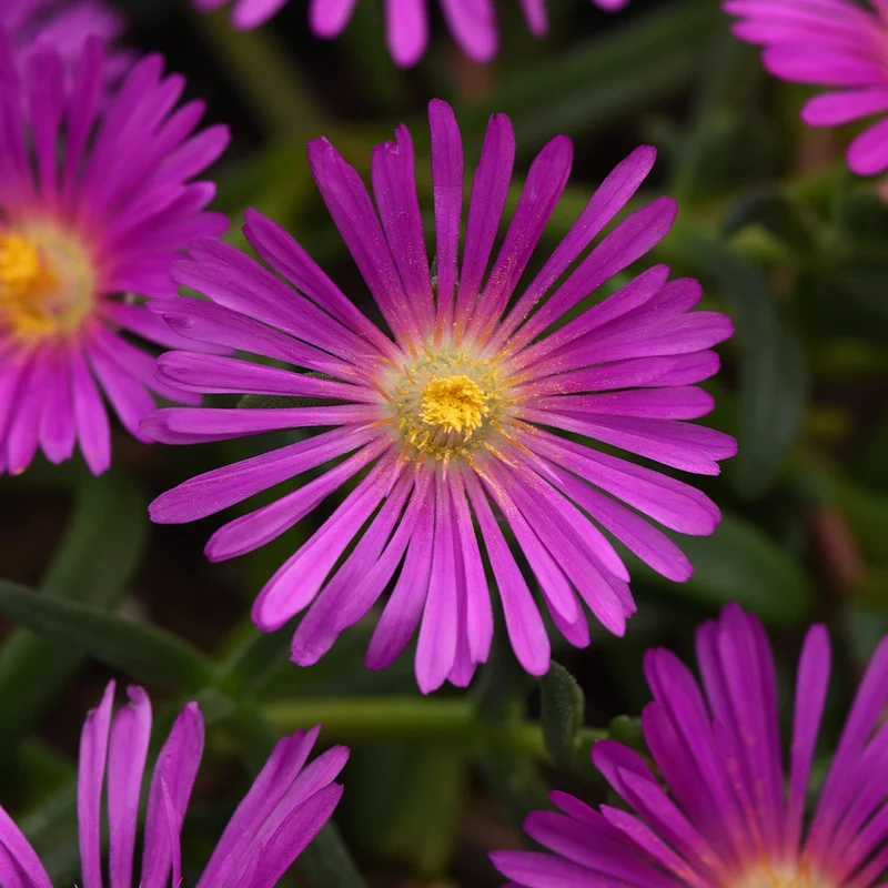 Proven Winners® Ocean Sunset™ Violet Flare Ice Plant
