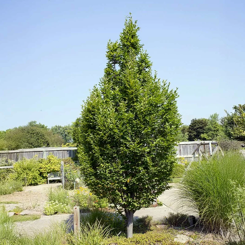 Frans Fontaine Hornbeam Tree