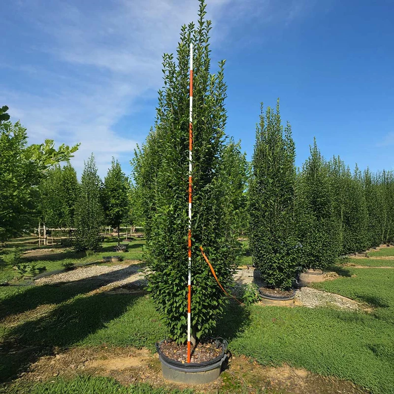 Frans Fontaine Hornbeam Tree