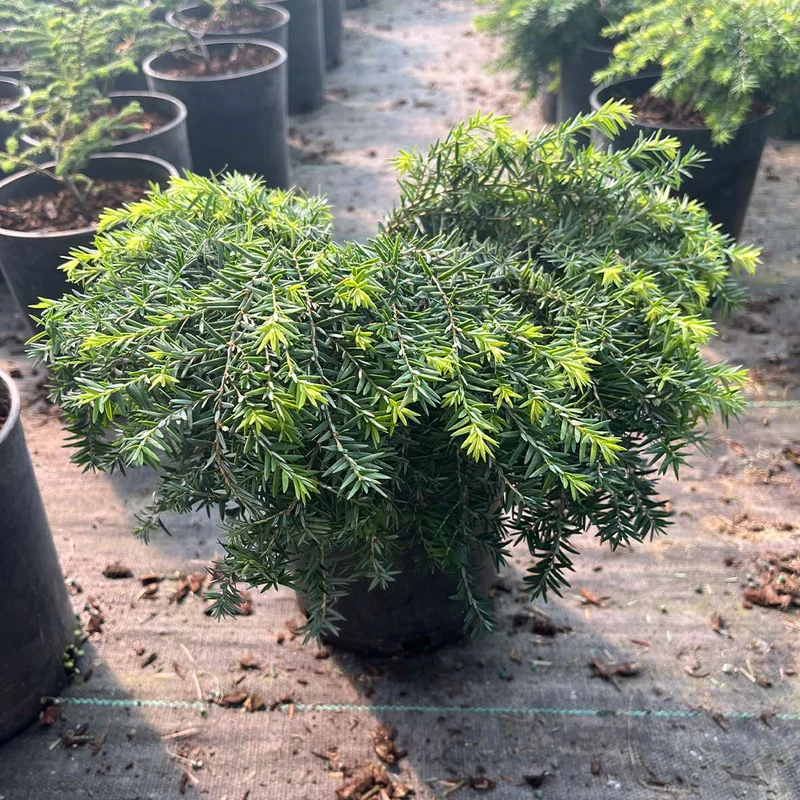 Jeddeloh Canadian Hemlock Shrub