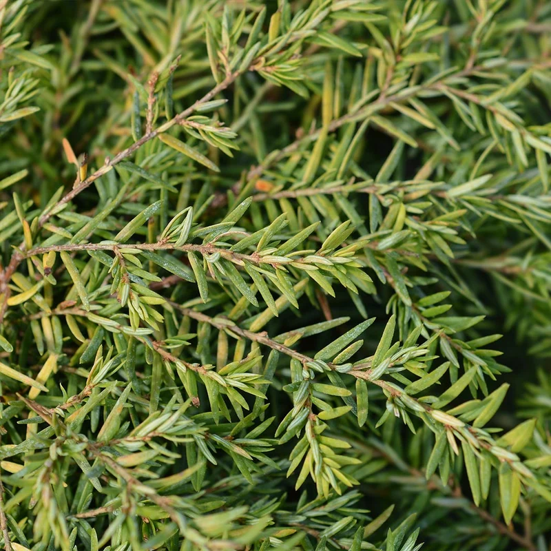 Jeddeloh Canadian Hemlock Shrub