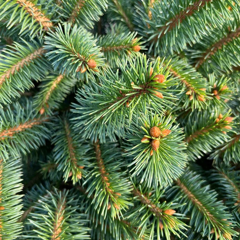 Iseli® Roundabout Spruce Shrub