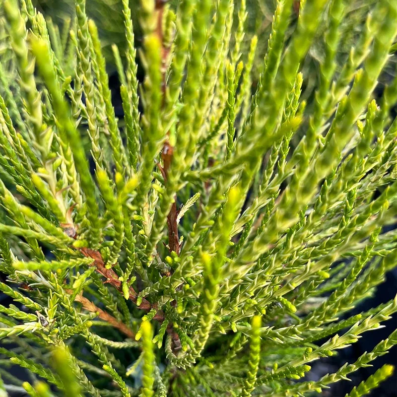 Franky Boy Chinese Arborvitae Plant