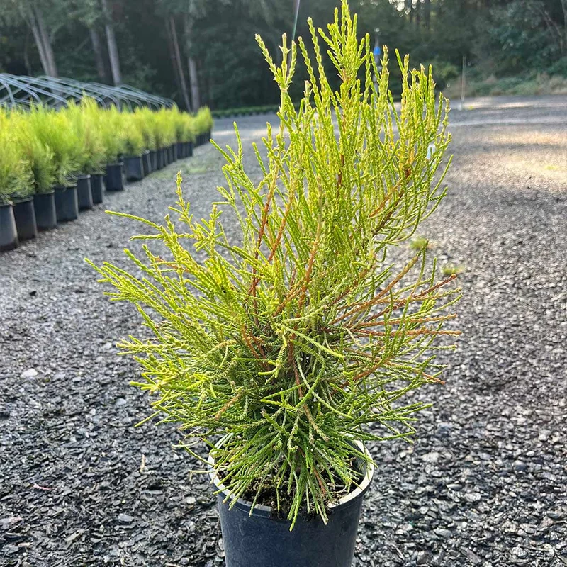 Franky Boy Chinese Arborvitae Plant