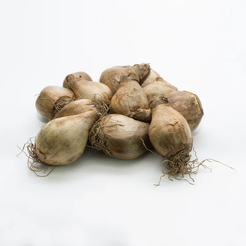 Salome Daffodil Bulbs