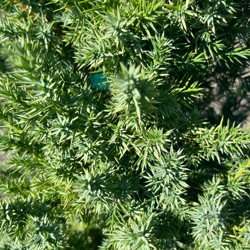 Star Power® Juniper Tree