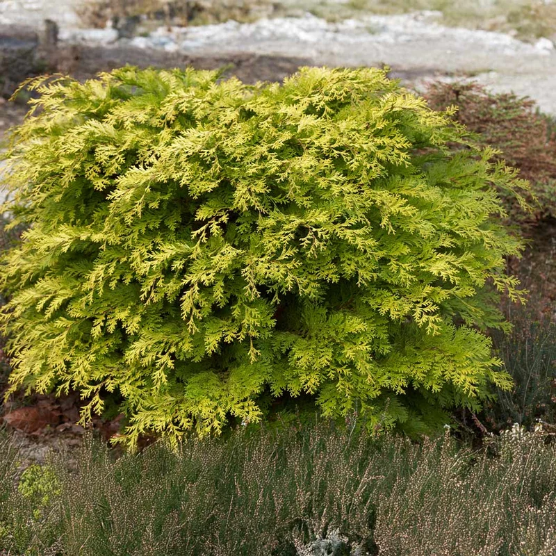 Kerdalo Hinoki Cypress Shrub
