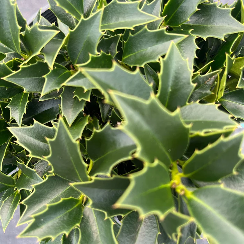 Rock Garden Holly Bush