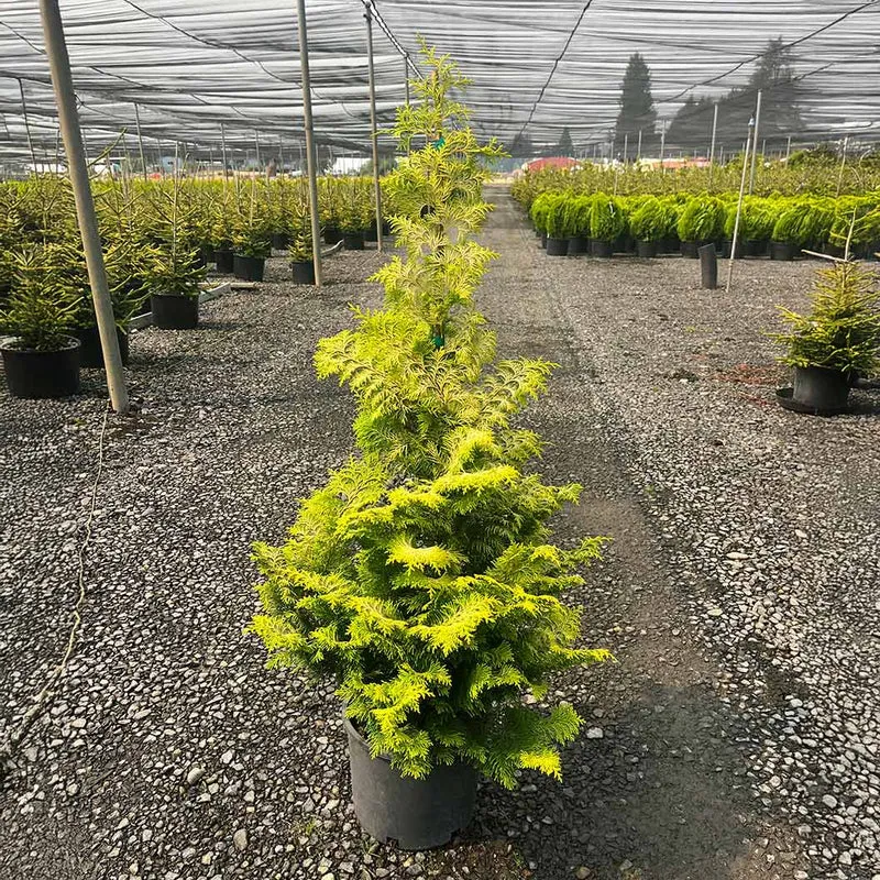 Goldilocks Cypress Tree