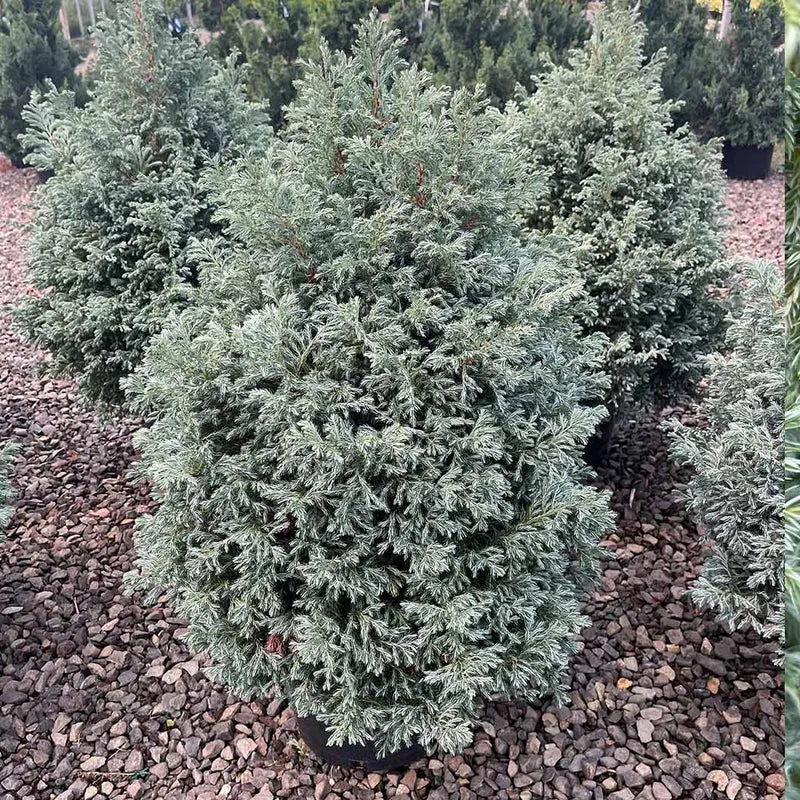 Boulevard Cypress Tree