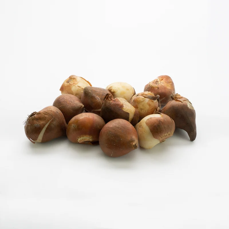 Mickey Mouse Tulip Bulbs