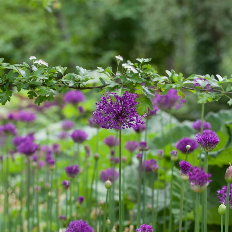 Purple Sensation Allium Bulbs