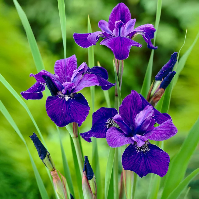 Caesar's Brother Siberian Iris