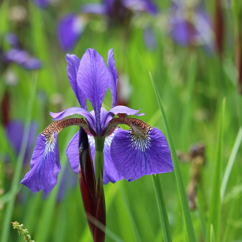 Caesar's Brother Siberian Iris