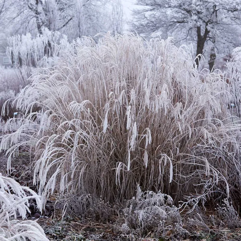 Little Zebra Miscanthus Maiden Grass