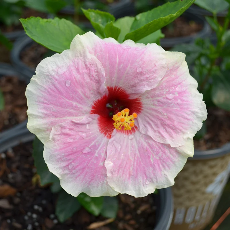 Proven Winners® Hollywood Hibiscus® America’s Sweetheart™ Tropical Hibiscus Plant