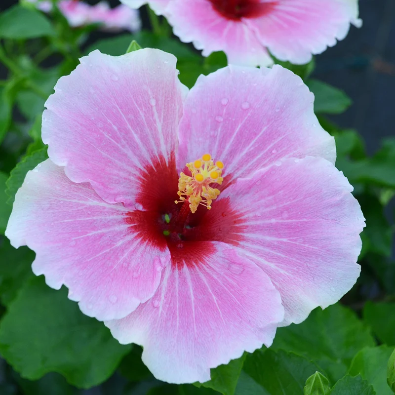 Proven Winners® Hollywood Hibiscus® America’s Sweetheart™ Tropical Hibiscus Plant