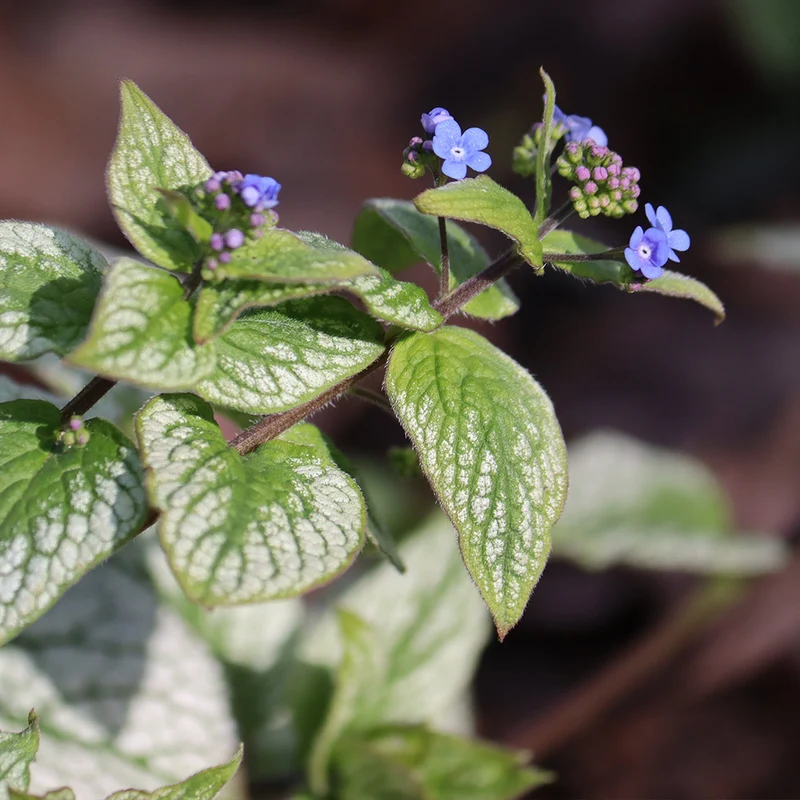 Silver Heart Brunnera Plant