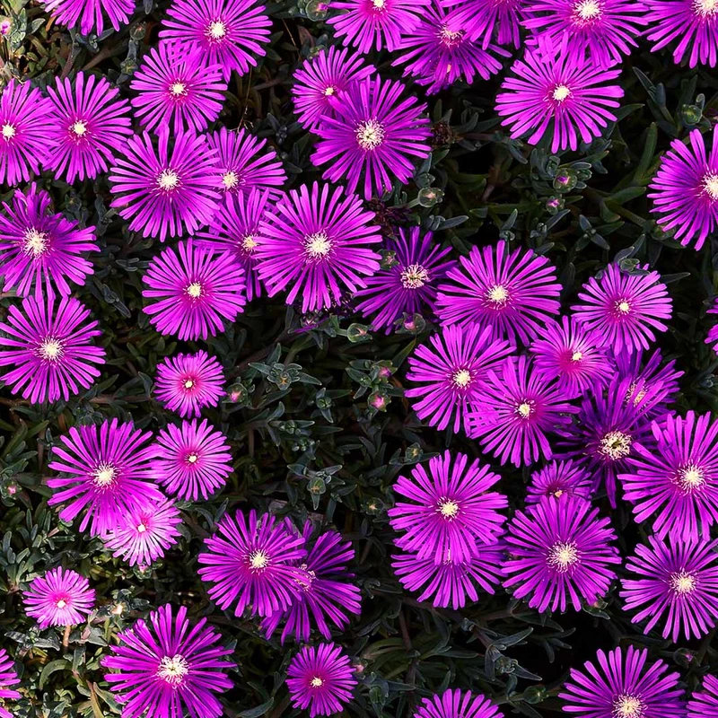 Delosperma Flashmob™ Electric Slide Ice Plant