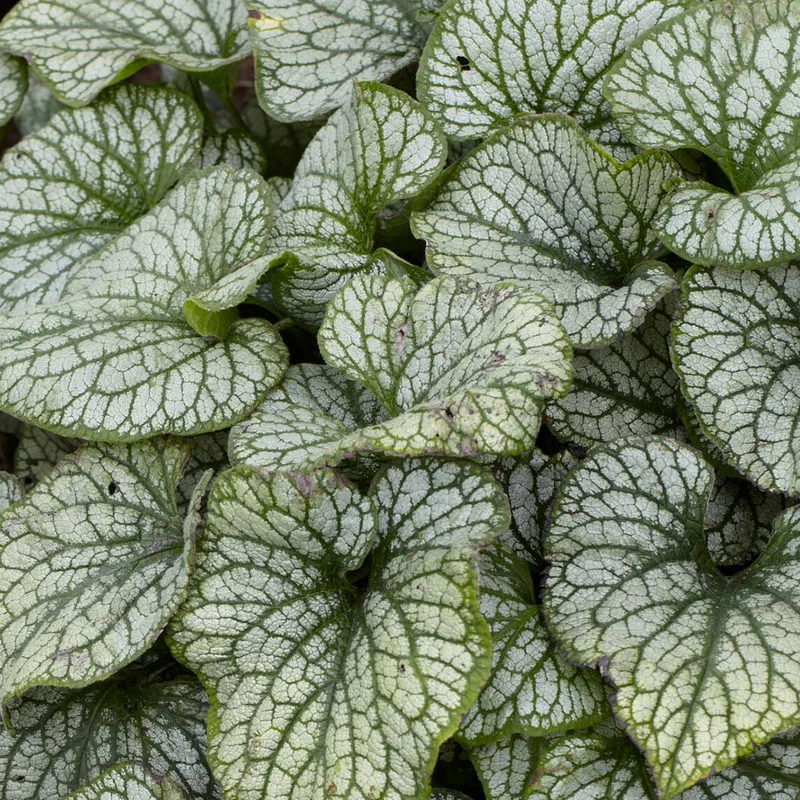 Proven Winners® Jack Frost Brunnera Plant