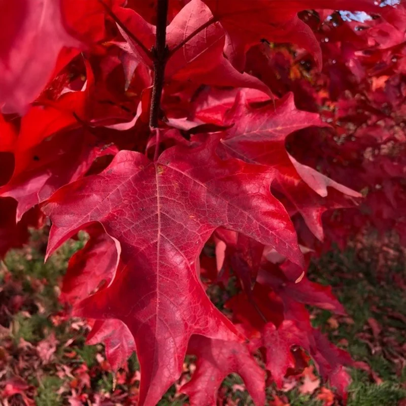 Highland Park® Maple Tree