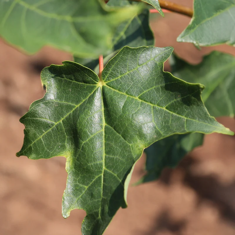 Highland Park® Maple Tree