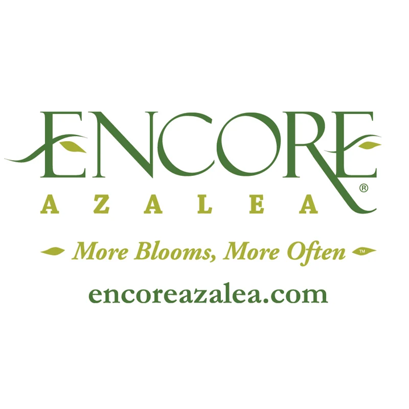 Autumn Bonfire® Encore® Azalea Shrub