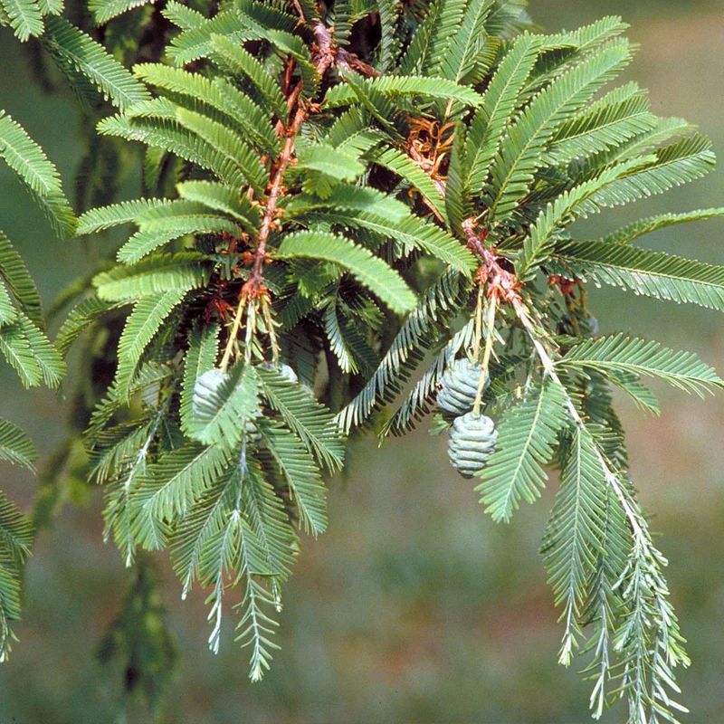 Montezuma Bald Cypress Tree