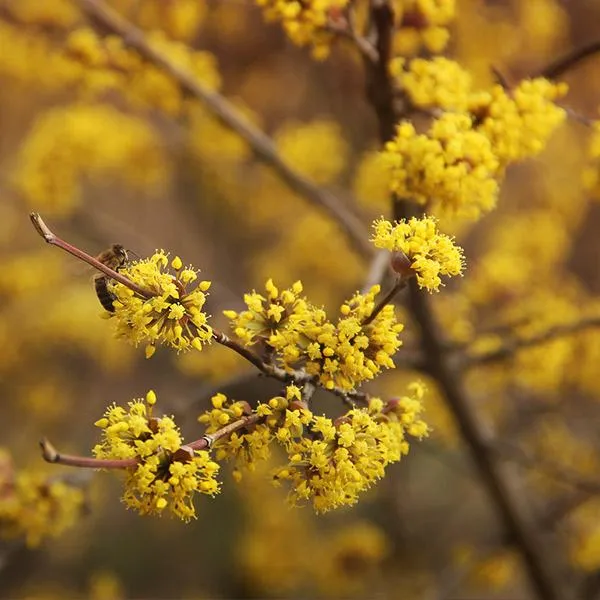 Cornelian Cherry Dogwood Tree