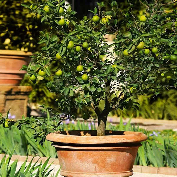 Key Lime Tree - USDA Organic