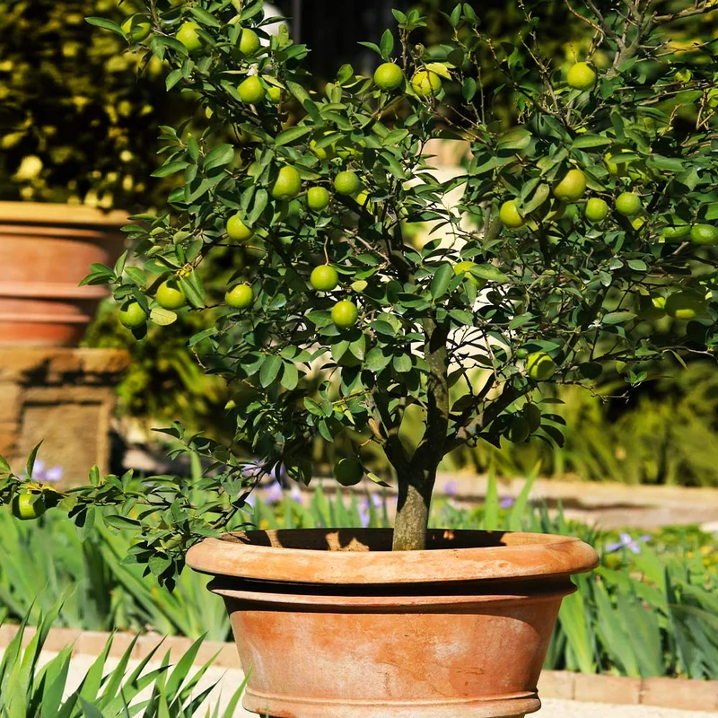 Key Lime Tree - USDA Organic