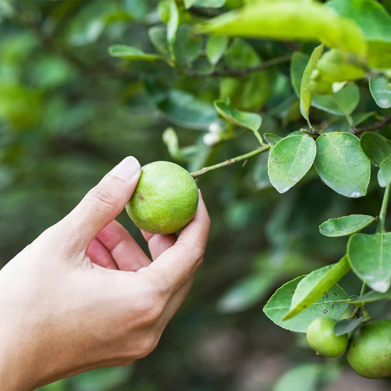 Key Lime Tree - USDA Organic