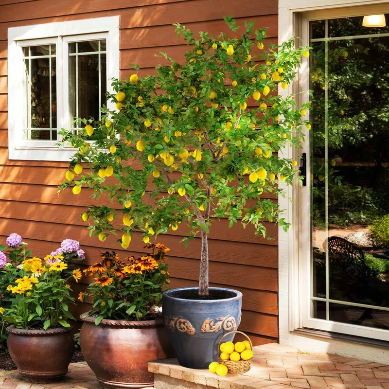Meyer Lemon Tree - USDA Organic