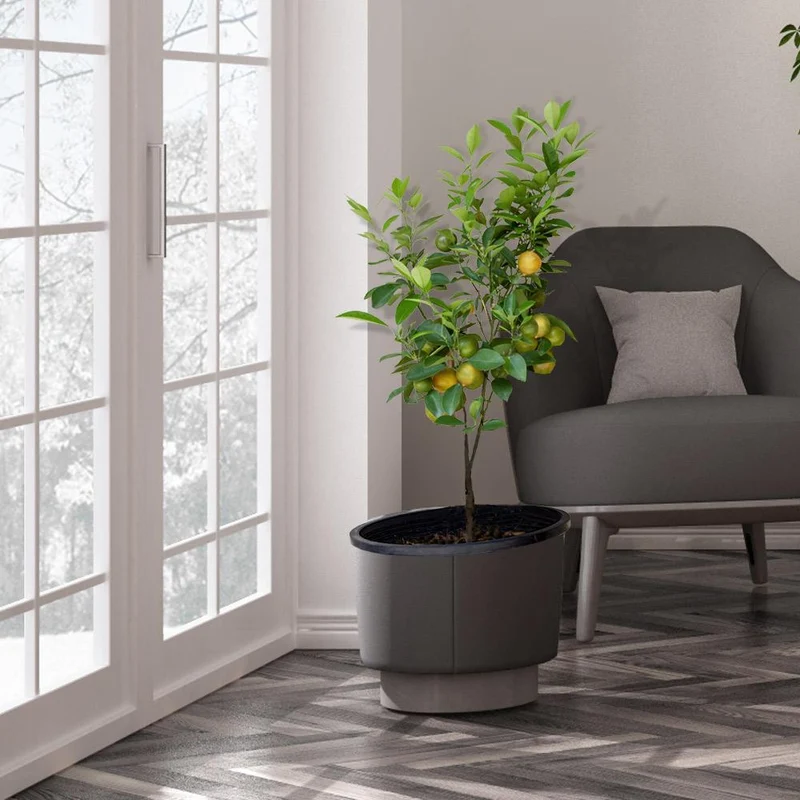 Meyer Lemon Tree - USDA Organic