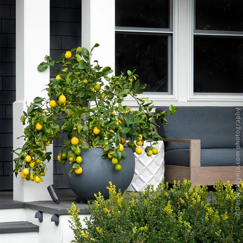 Meyer Lemon Tree - USDA Organic