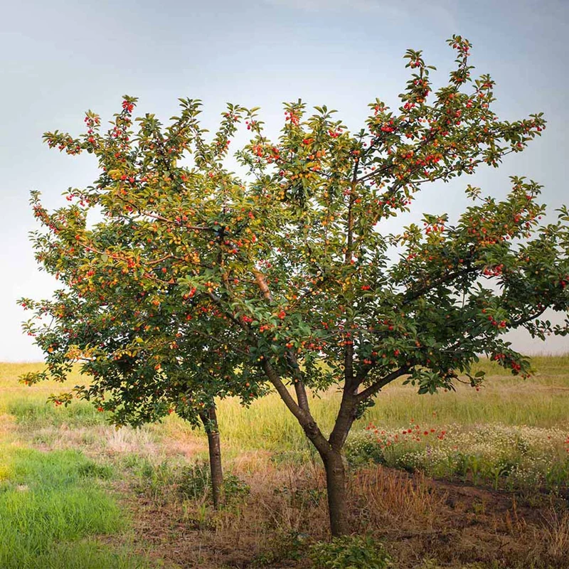 Juliet Cherry Tree
