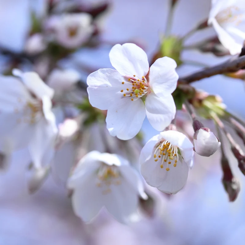 Romeo Cherry Tree