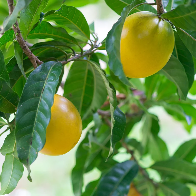Abiu Tree