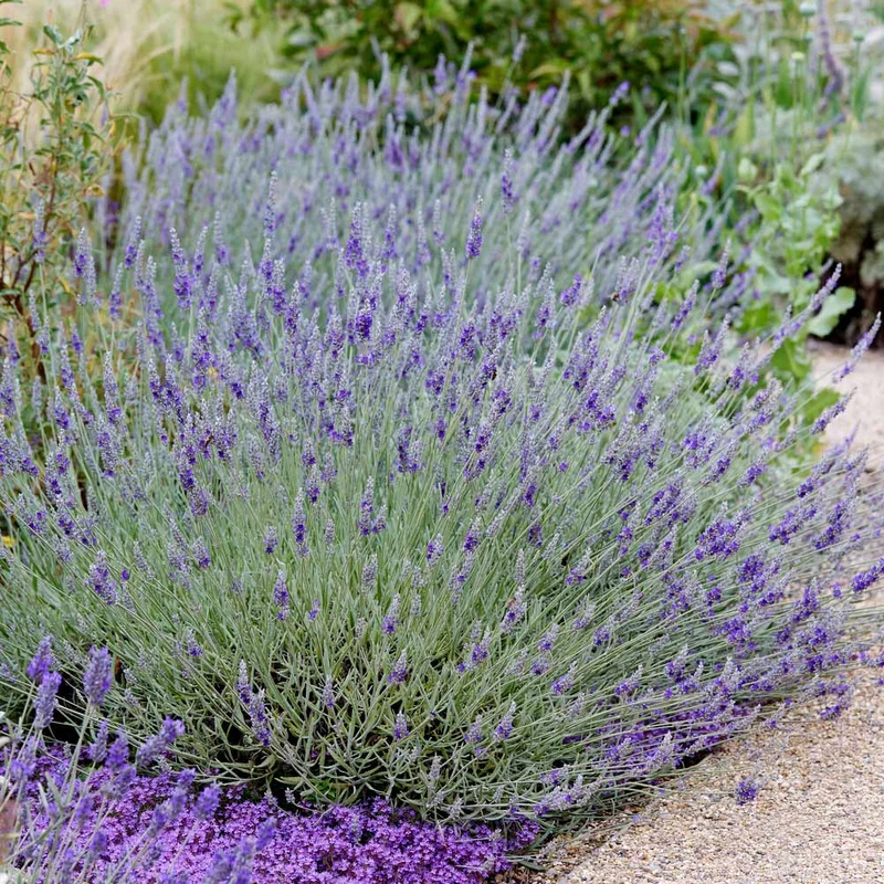 SuperBlue English Lavender Plant