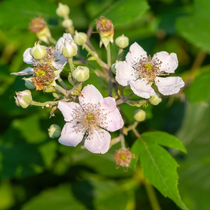 Navaho Thornless Blackberry Bush