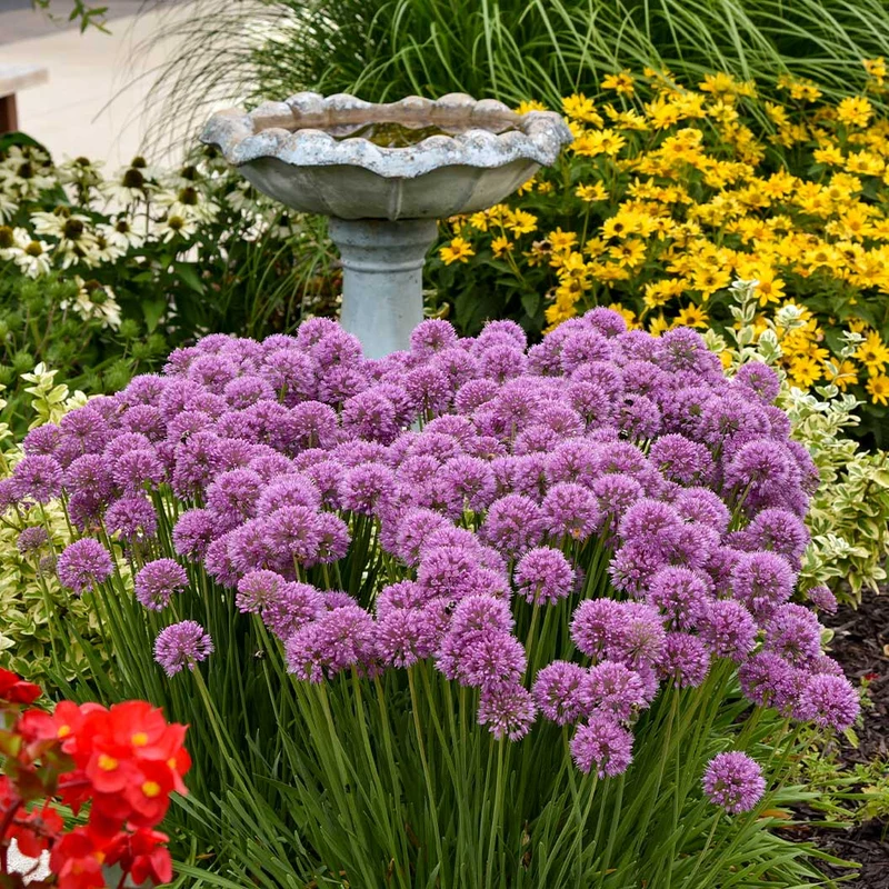 Proven Winners® Serendipity Allium Plant