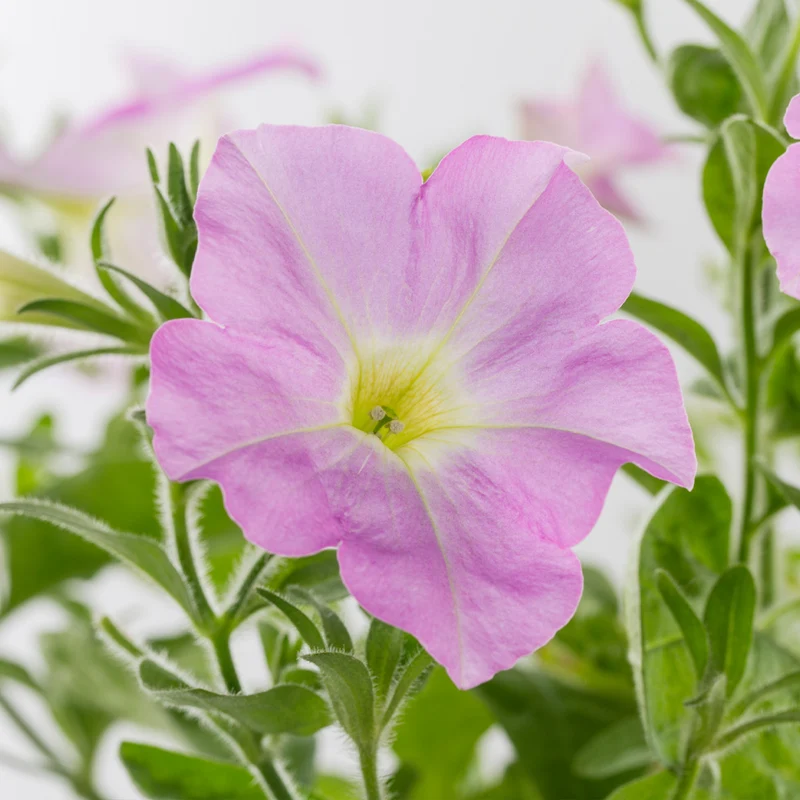 Firefly™ Moonlight™ Pink Petunia Plant