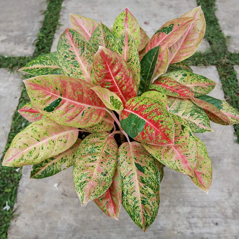 Red Chinese Evergreen Plant