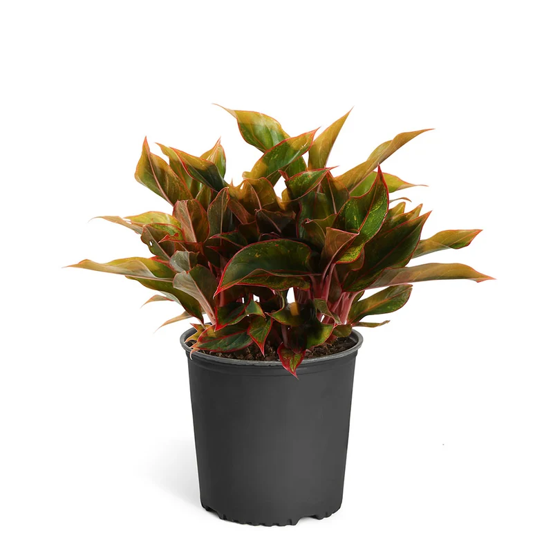 Red Chinese Evergreen Plant