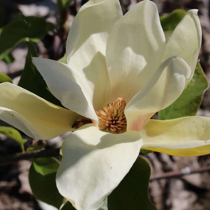Honey Tulip™ Magnolia Tree